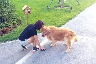如何做一名合格的鏟屎官？