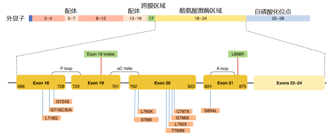 價值140億元的化合物專利規避，阿斯利康哭了（研發和IP必讀，專利規避這一篇就夠了）